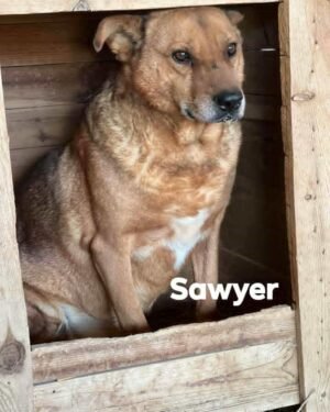 Sawyer