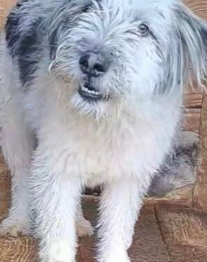 Snoopy