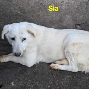 Sia