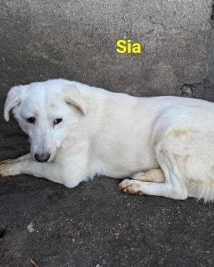 Sia