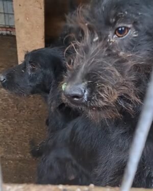 Deya (mother) and Roxy (puppy)