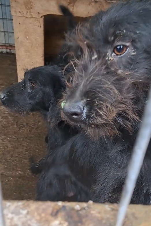 Deya (mother) and Roxy (puppy)