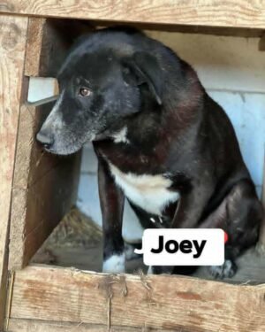 Joey