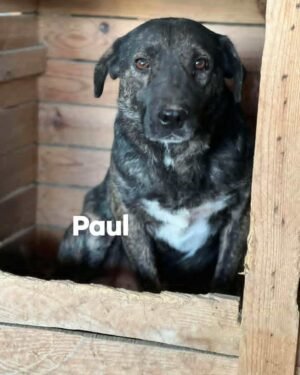 Paul