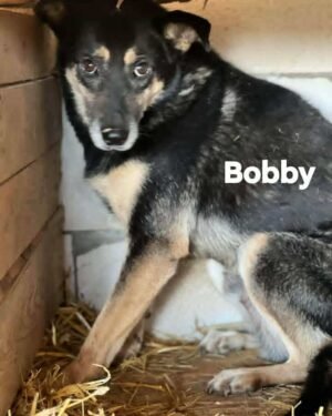 Bobby
