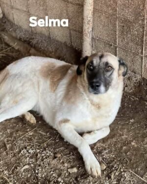 Selma