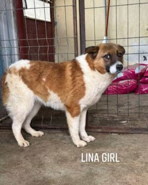 Lina