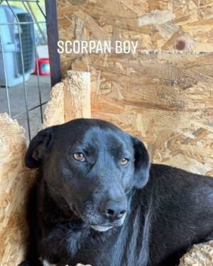 Scorpan