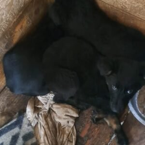 Arthur, Ash and Astro - 3 puppies