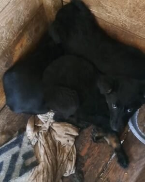 Arthur, Ash and Astro - 3 puppies