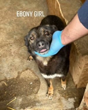 Ebony