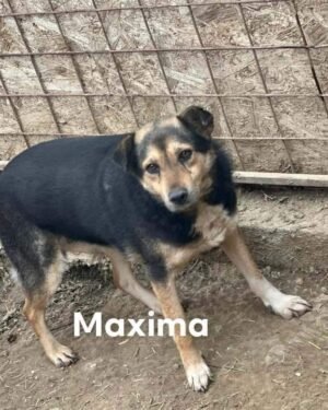 Maxima