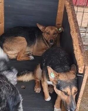 Tina and Tess