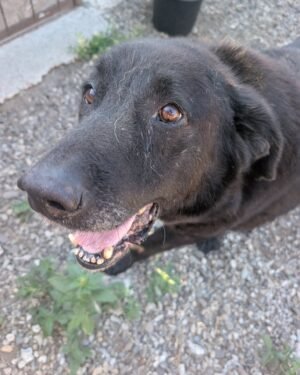 Baxter