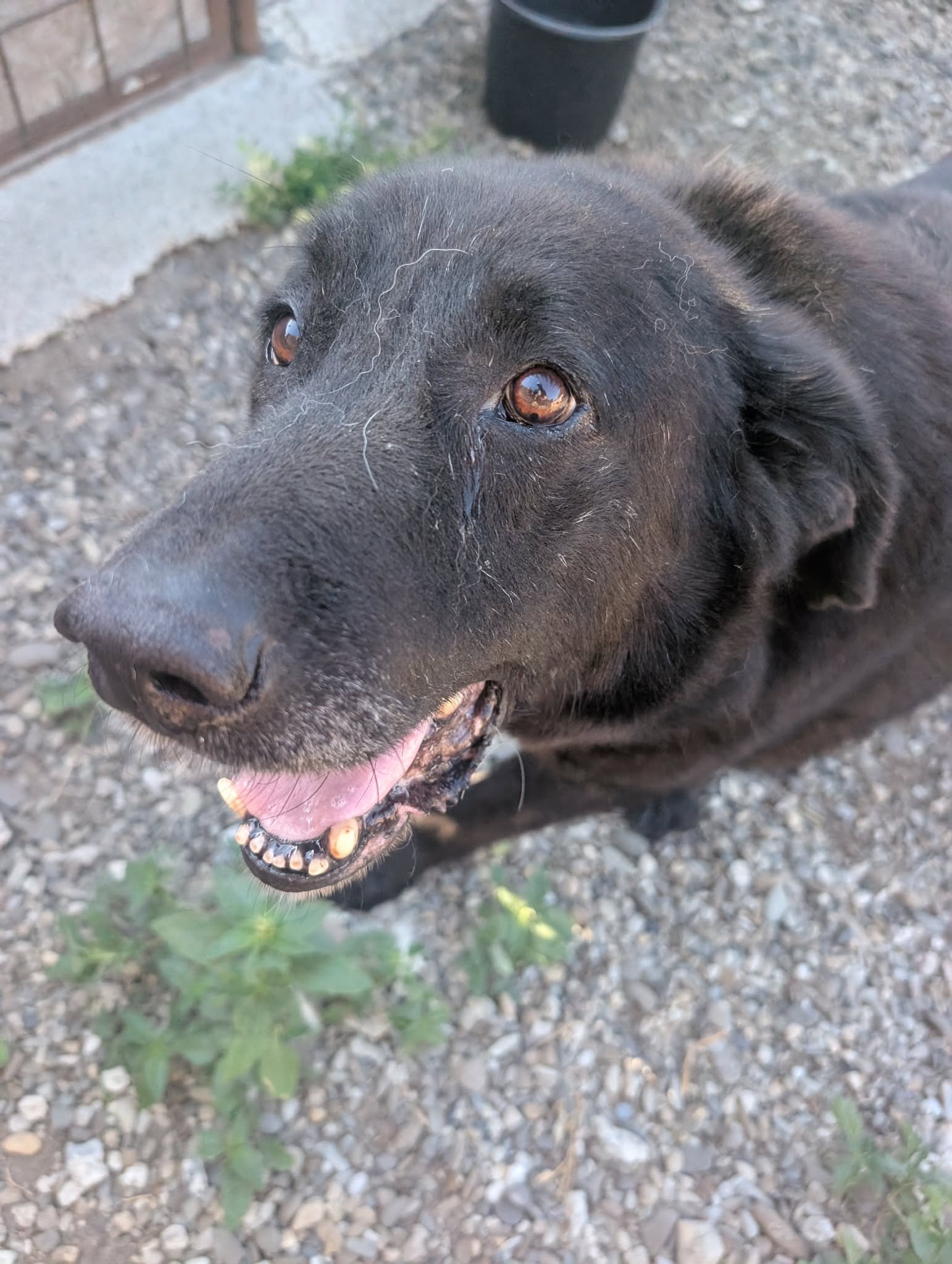 Baxter