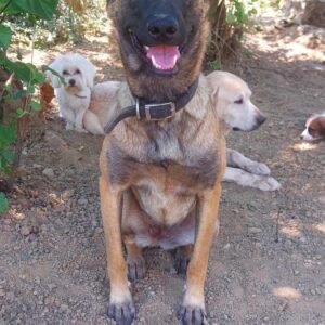 Malinois