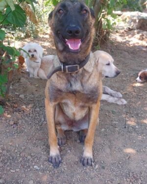 Malinois