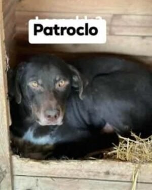 Patroclo