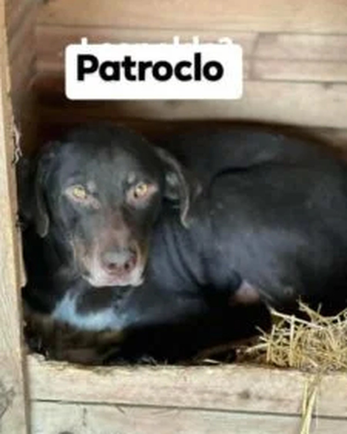 Patroclo