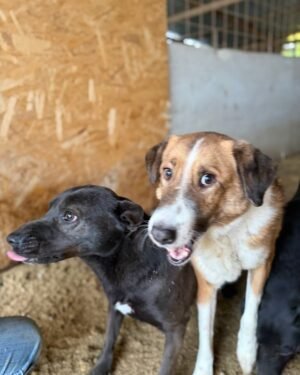 Jerek (black dog)