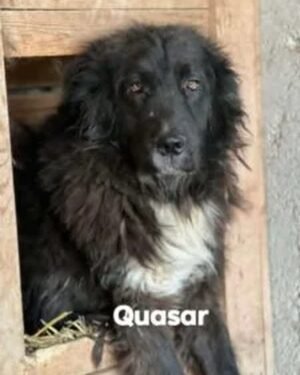 Quasar