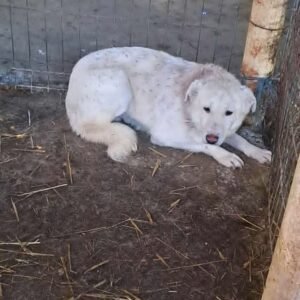 Juke (brother of Sallo)