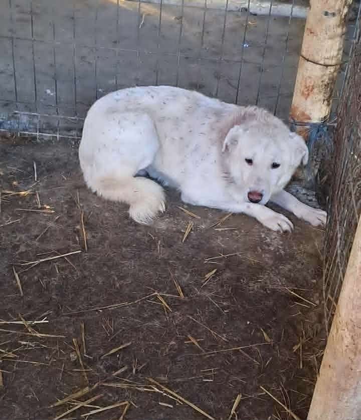 Juke (brother of Sallo)