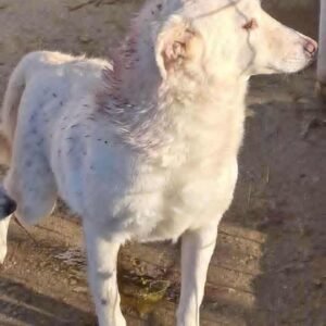 Sallo (brother of Juke)