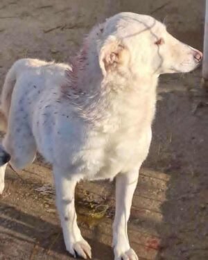 Sallo (brother of Juke)