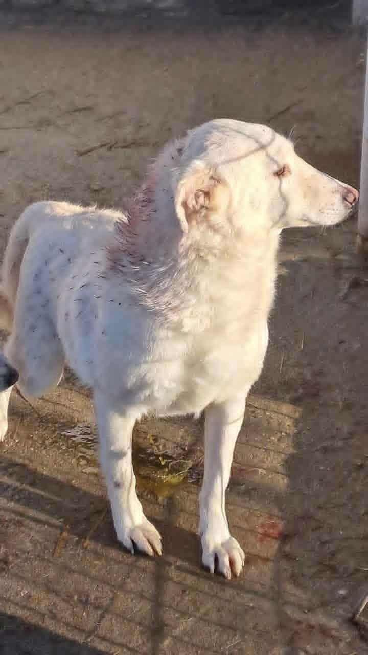 Sallo (brother of Juke)