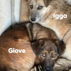 Giove and Igga