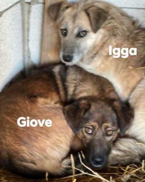 Giove and Igga