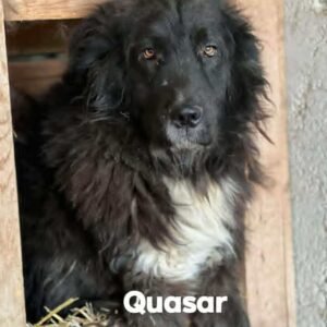 Quasar