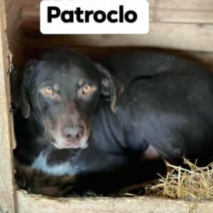 Patroclo