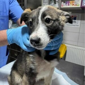 Maggie (sister of Mattie)